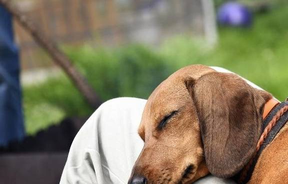 决定权狗狗被送人后,会不会责怪主人?它会一直记得前主人吗?