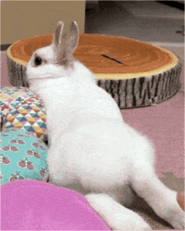 大象老虎屁屁摸不得，但ta的可以，不过不能贪摸哦！