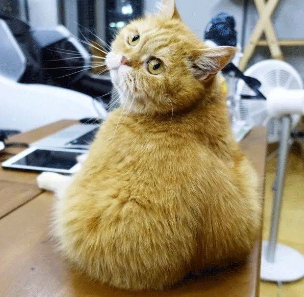 大象老虎屁屁摸不得，但ta的可以，不过不能贪摸哦！