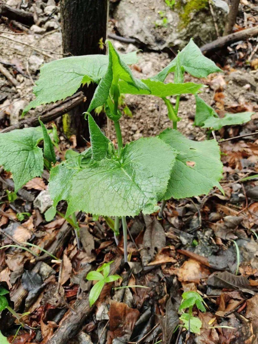 农村山里的这野菜,长得像铧尖,有芹菜味,农民爱用它蘸酱吃_东北_尖子