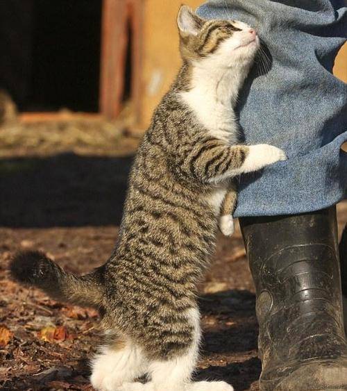 猫咪狸花猫对人表示“好感”有这些行为，宠主别不明白