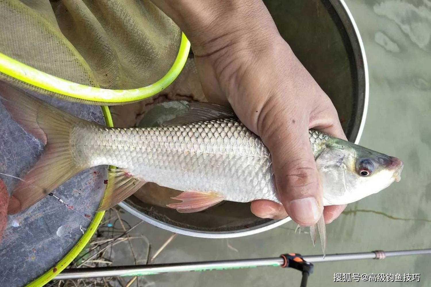 原創春季釣土鯪魚的秘訣熟練掌握這5個要訣土鯪魚釣到魚護裝不下