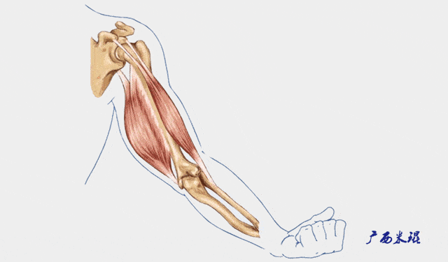 肱二头肌全长跨越肩关节和肘关节两个关节,近端分为长,短两头,长头起