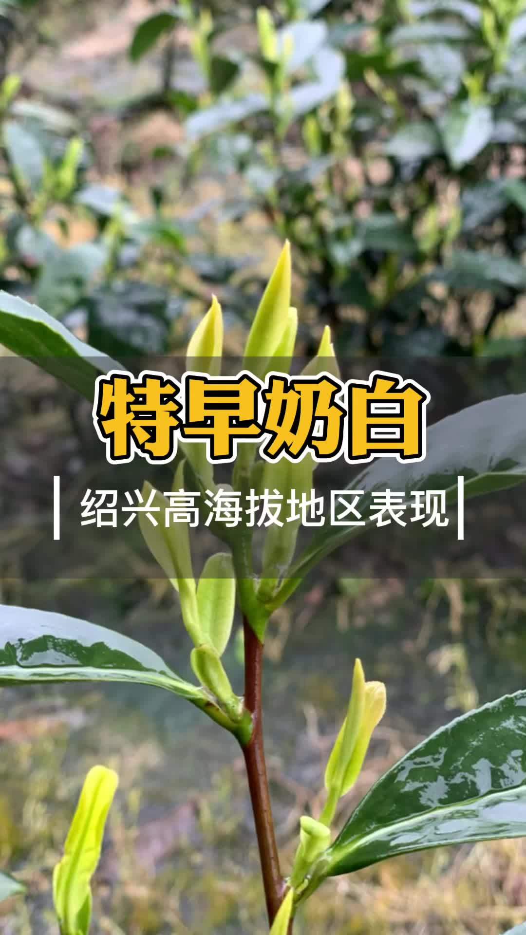 特早奶白茶產地特早奶白茶有什麼優點