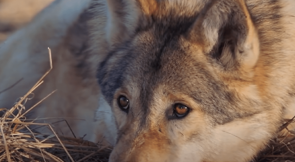 狼王被棕熊一掌击毙母狼带狼崽绝地求生谁说女子不如男