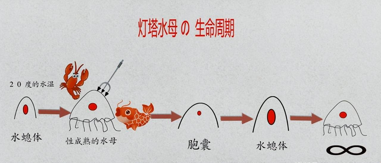 这个动物能永生不死,它给人类不死留下了什么神奇的密码_水母_灯塔