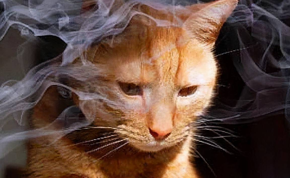 因为|想养猫，请“戒掉”这5件事，不然别轻易养猫！