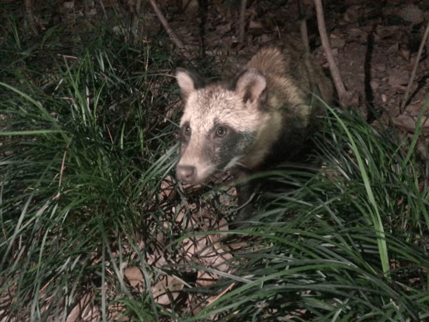 貉是什麼動物為何會頻繁闖入居民區全上海估計有5000只以上