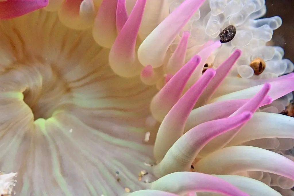 海洋科普能活到2100岁的海洋向日葵海葵