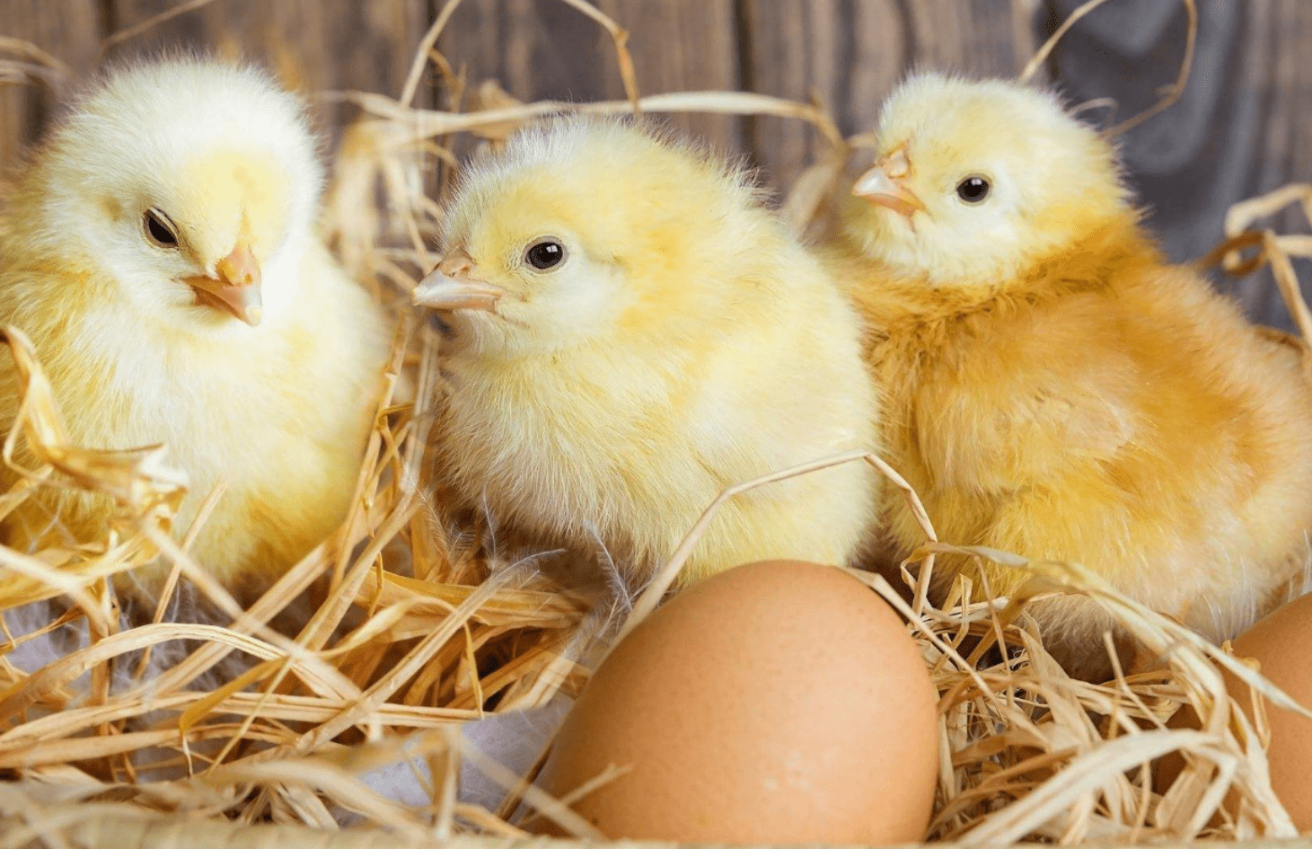 家鸡和野鸡有何关系为什么野鸡一到晚上就消失去哪了