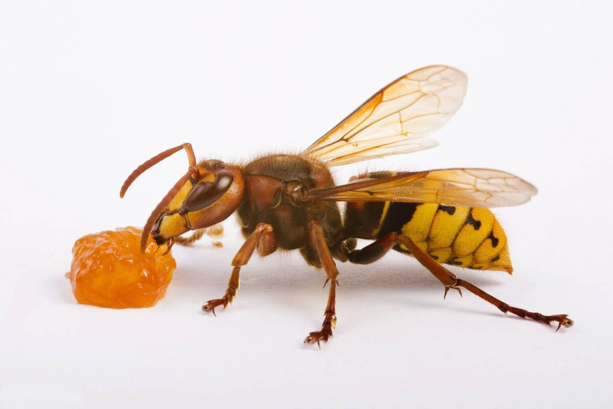 地雷蜂有多凶抓蜂老手进山失联发现时三只地雷蜂仍在叮咬尸体