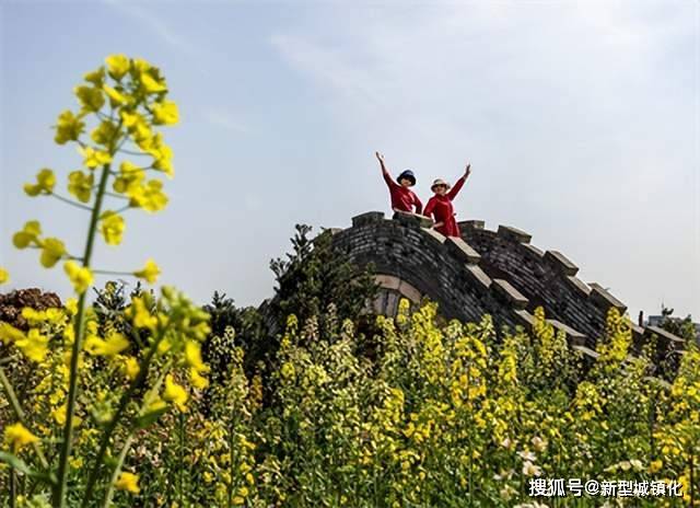 油菜花|荒山变梯田 梯田变花园