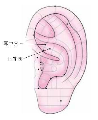 耳中穴:可治疗突发心绞痛4内关穴对心脏类疾病和一些肠胃病都有很强的