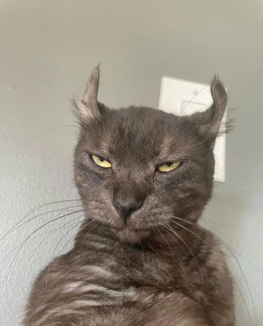 一个疑问我家猫知不知道自己长得丑