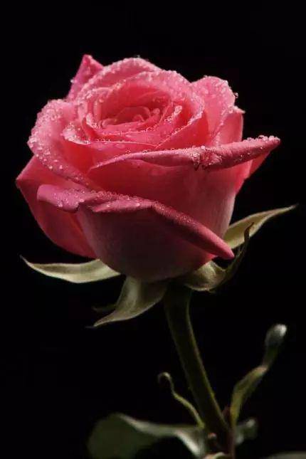 心理测试：选择一束玫瑰花，测你是怎样的情人