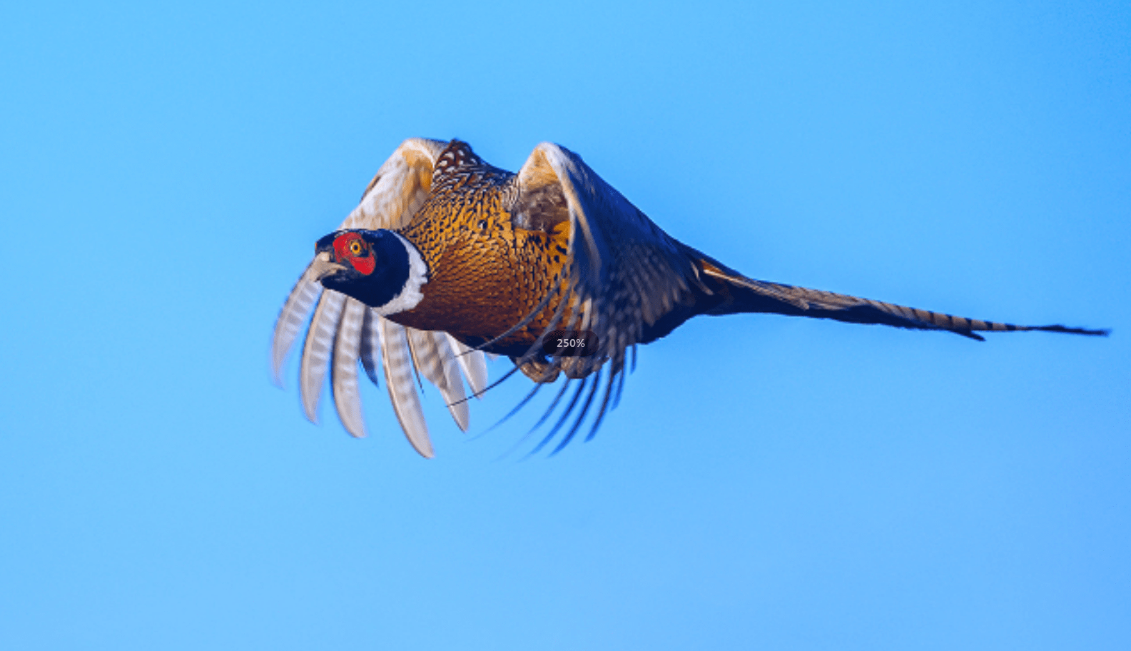为什么野鸡一到晚上就"消失",去哪了?