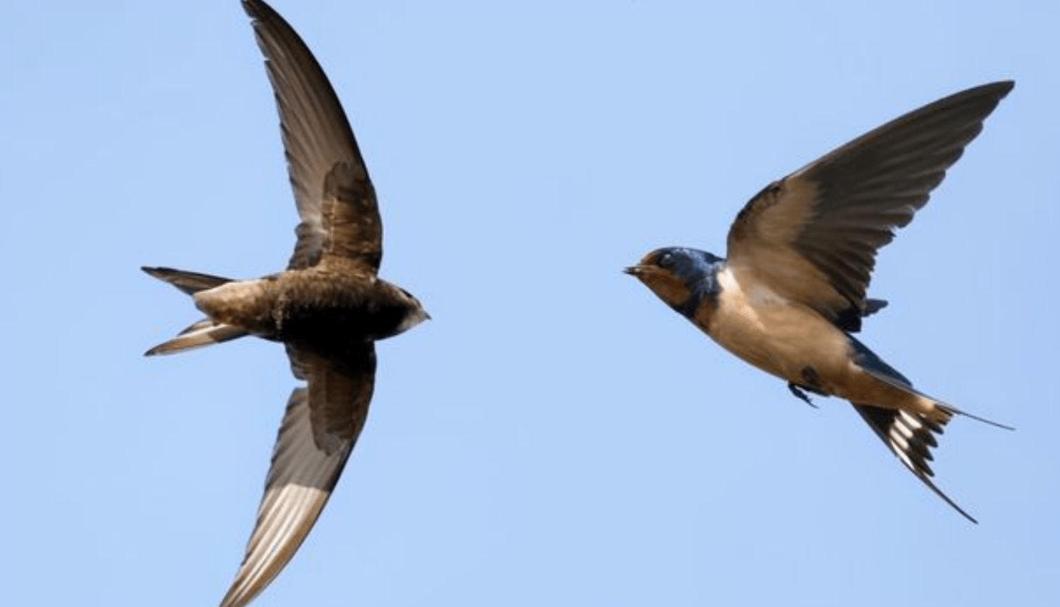 雨燕边飞边睡,在空中如何繁殖后代?_北京_鸟类_建筑