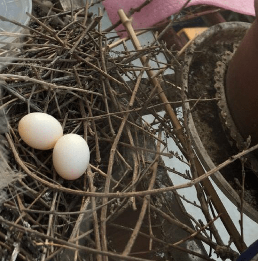 随处可见的斑鸠能不能吃,为何说吃斑鸠危害很大?_巢穴_鸟巢_女士