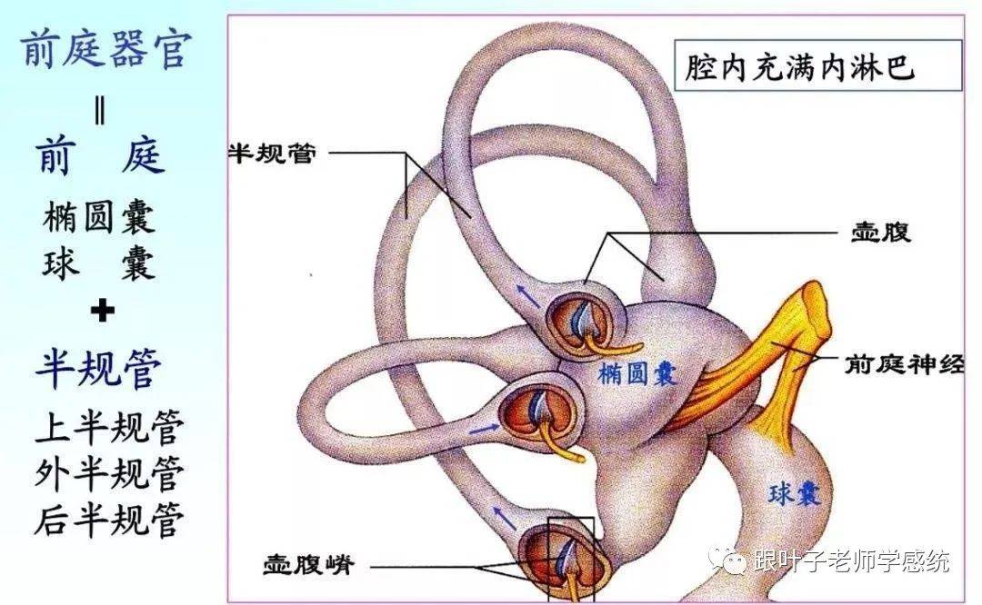 前庭系统是由三大部分组成的,分别是"三对半规管,椭圆囊和球囊,它们