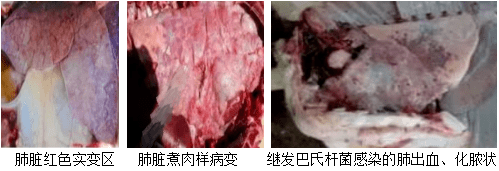 治疗|春季犊牛呼吸道疾病的诊断及防治