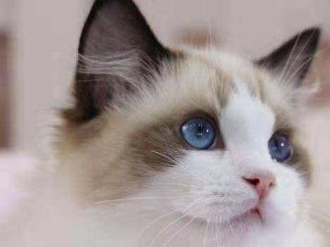 美国何以解忧？唯有喝酒与撸猫！