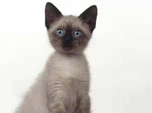 美国何以解忧?唯有喝酒与撸猫!