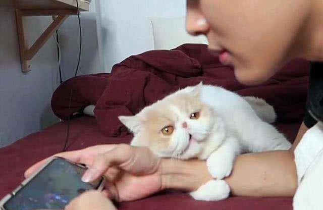 因为加菲猫为什么越来越多人养？网友：养了之后就不想换猫了