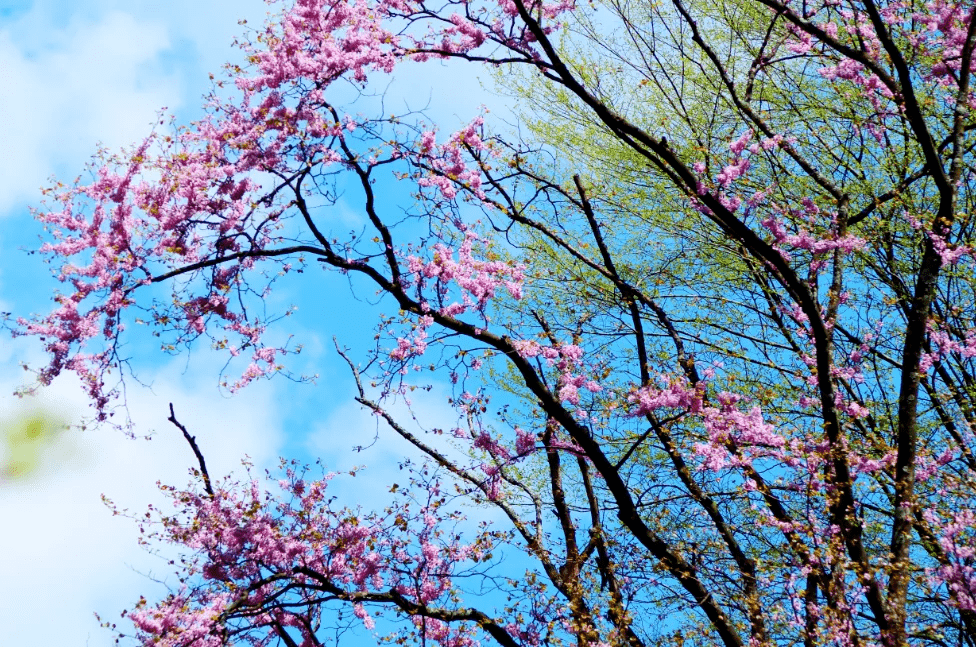 世间|走进秦岭赏万亩紫荆花海，相约太平世间美好与你环环相扣