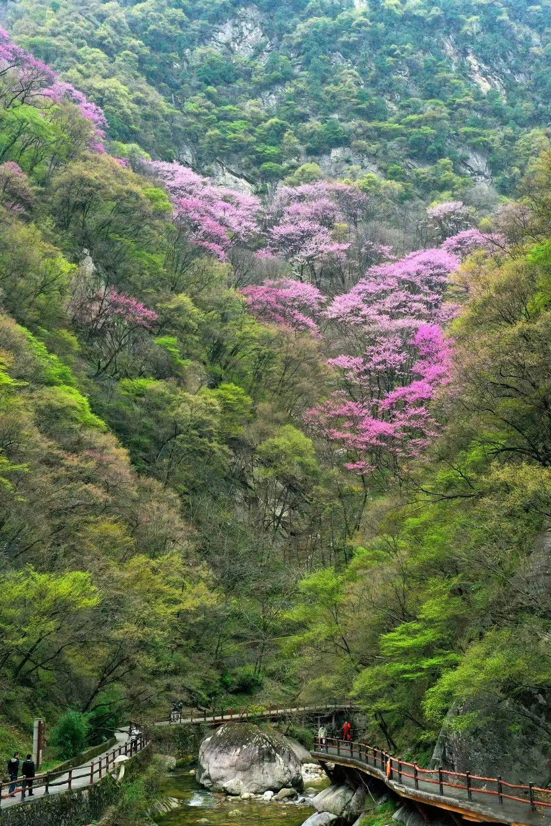 世间|走进秦岭赏万亩紫荆花海，相约太平世间美好与你环环相扣