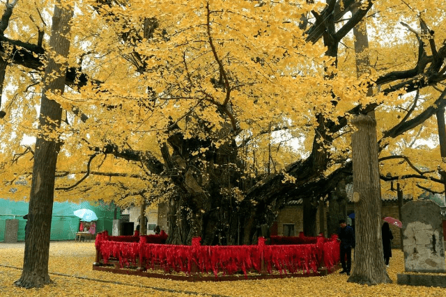 山东值得去的景区，拥有近4000年的银杏树，堪称生物界中的活化石