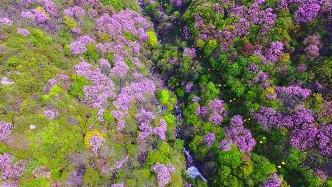 时间|春风有信 花开有期丨2022太平国家森林公园紫荆花季4月1日与您相约！