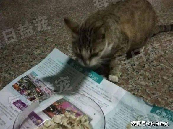 猫咪为养一只流浪猫，她努力“谋划”大半年，结果却出乎意料