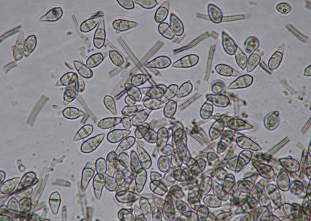 灰梨孢菌会使作物患上稻瘟病,严重时可引起水稻减产40%~50%,甚至颗粒