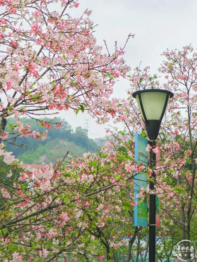 黄埔创业公园樱花图片