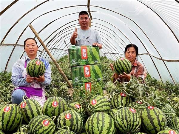 一颗鲜丰"共富瓜"的东西部协作路:用水果让生活更美好_西瓜_种植