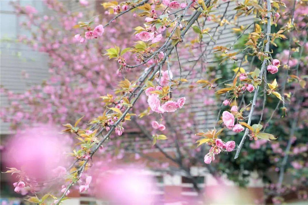 宿舍|西安翻译学院樱花盛开，春天限定浪漫之约