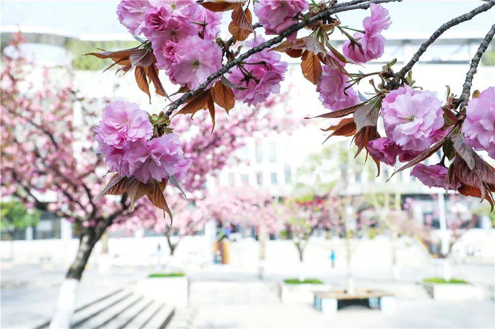 宿舍|西安翻译学院樱花盛开，春天限定浪漫之约