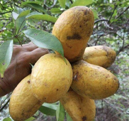 童年回忆一麻藤包