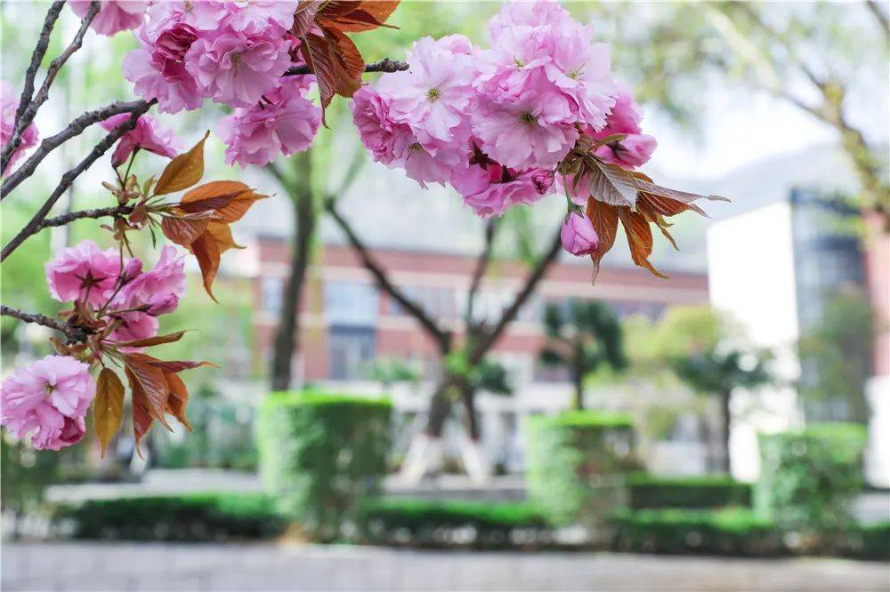 宿舍|西安翻译学院樱花盛开，春天限定浪漫之约