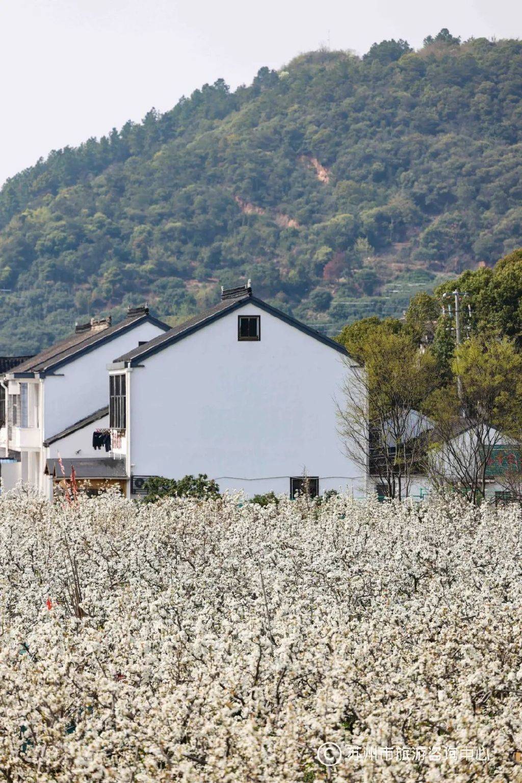 唯美的苏州树山梨花,千亩雪白的梨花一夜盛放_花海_春雨_田园