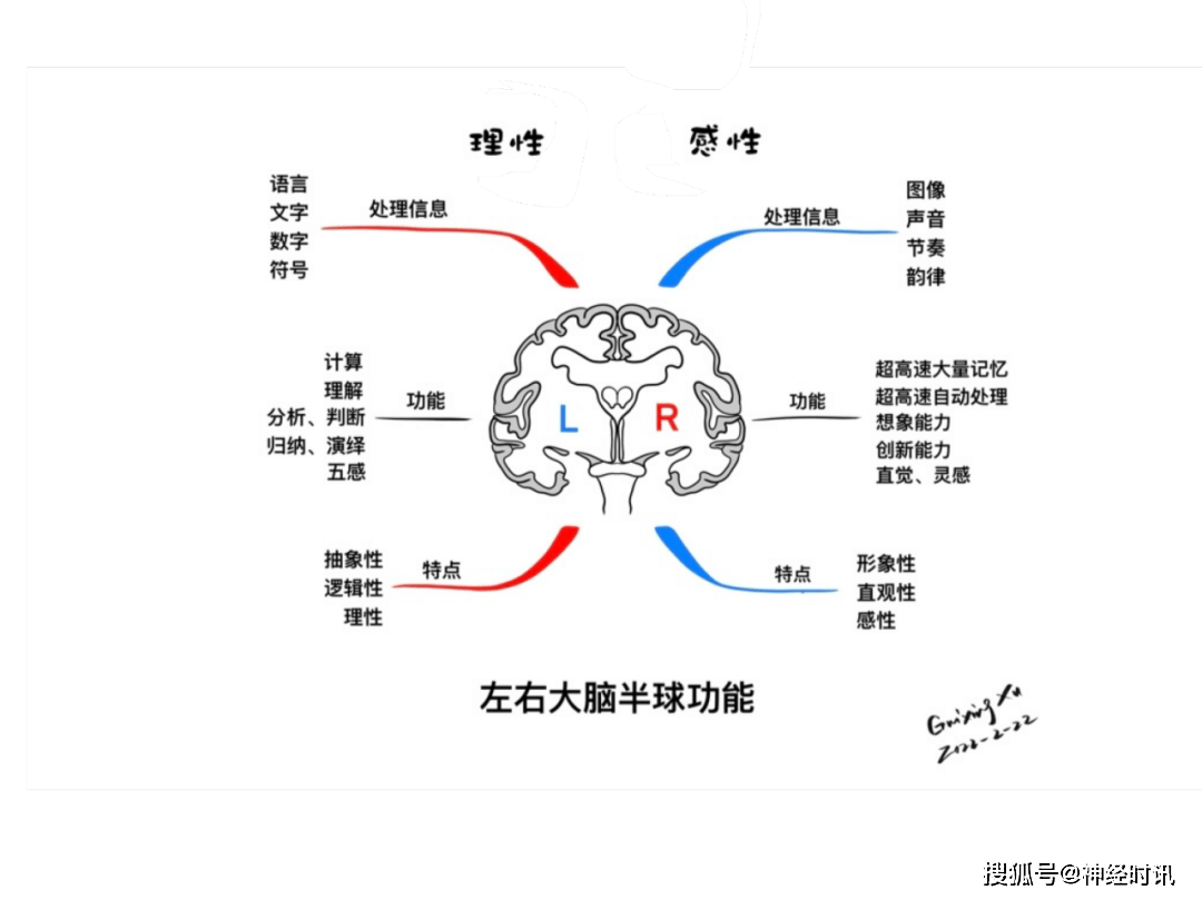 脑皮层的分叶额叶及顶叶的结构功能及受损表现全了