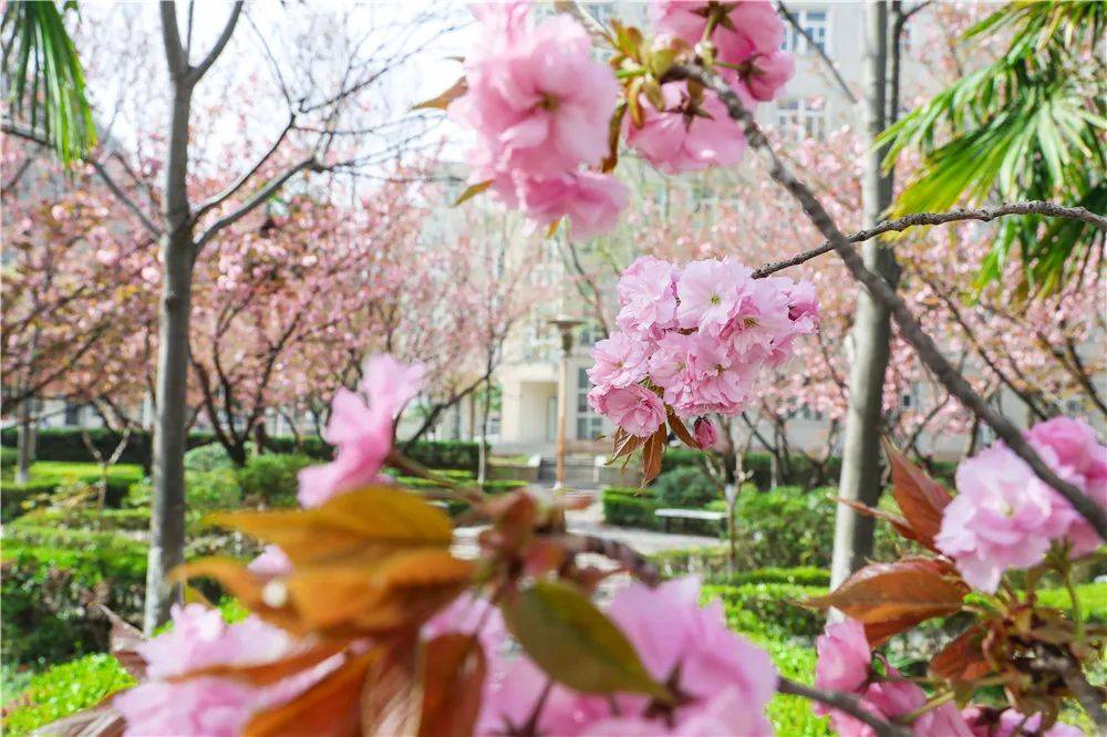 宿舍|西安翻译学院樱花盛开，春天限定浪漫之约