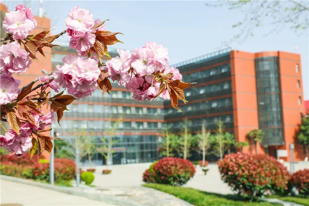 宿舍|西安翻译学院樱花盛开，春天限定浪漫之约