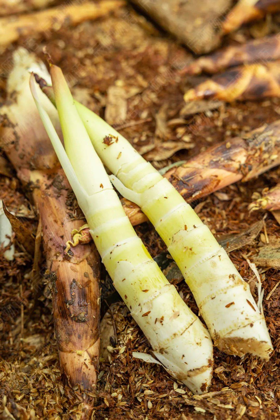 辰颐物语:"春雷唤醒土壤中的生命,春声过后第一波笋称作雷笋"_春笋