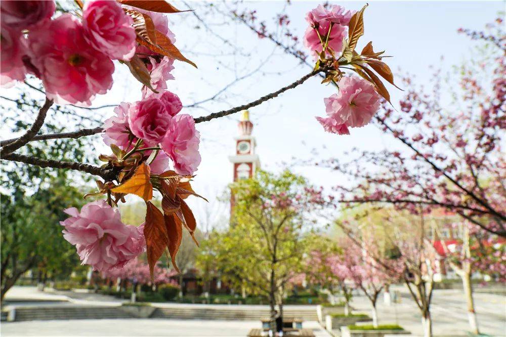 宿舍|西安翻译学院樱花盛开，春天限定浪漫之约