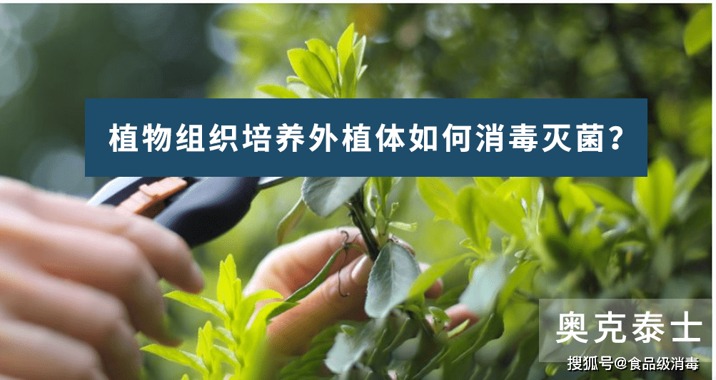 蝴蝶兰外进行外植体消毒清洗_植物_过氧化氢_微生物
