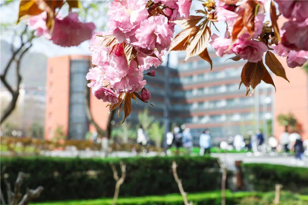 宿舍|西安翻译学院樱花盛开，春天限定浪漫之约