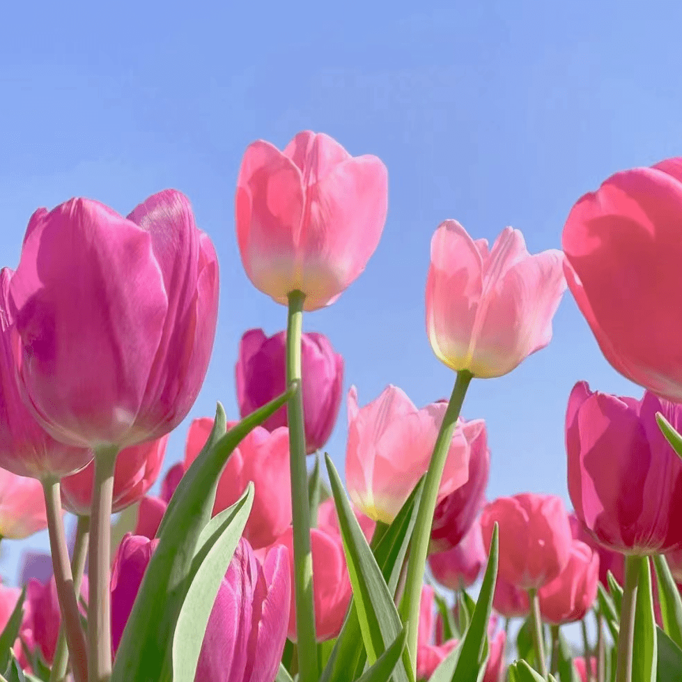 早春已至繁花盛开芳蕾花海惊艳绽放平阴玫瑰