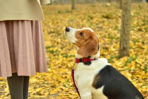 生きている反対チョコレート犬必需品土地アルカトラズ島思慮深い