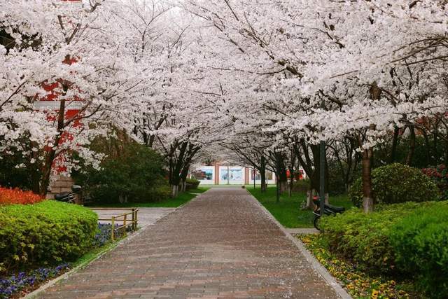 看过来江苏省天一中学第五届校园樱花节惊喜不断
